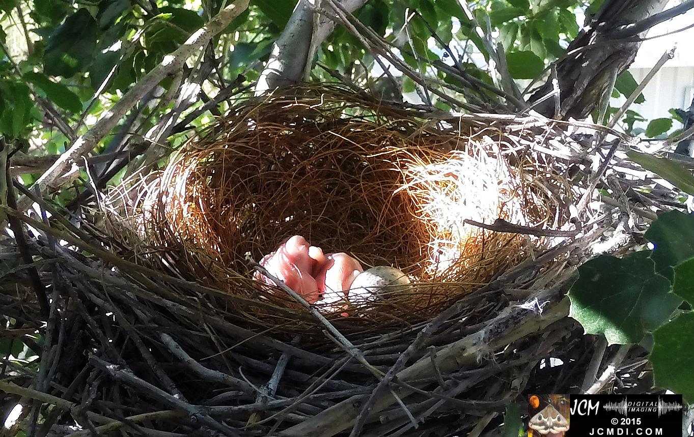 Scrub jay vacant nest with 2 chicks zoomed in Santa Clarita, Ca jcmdi.com